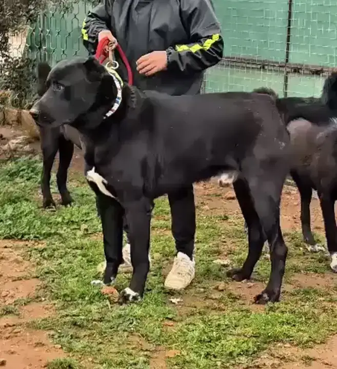 26 Günlük Yavruları Kulaklarını Kesip 40 Bin Liraya Satıyorlar 5
